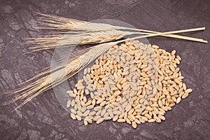 Cereal seeds and ears of rye or wheat grains. Vintage photo