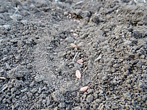 Cereal seeds in the field, grow crop, farmer sows wheat