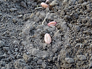 Cereal seeds in the field, grow crop, farmer sows wheat