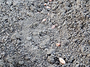 Cereal seeds in the field, grow crop, farmer sows wheat