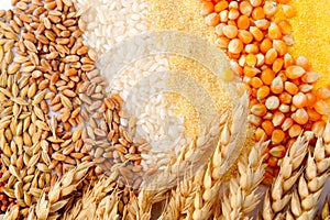 Cereale semi un grano orecchie 