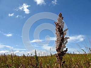 cereal Sorghum, Sorgo plantation farming photo