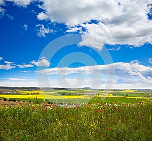 Cereal spring fields in Castilla photo