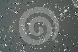 Cereal starch grains 200x