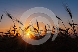 Cereal wheat fields at sunrise