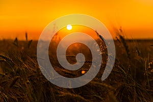 Cereal wheat fields at sunrise