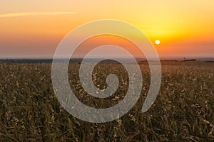 Cereal wheat fields at sunrise