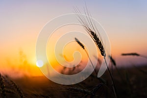 Cereal wheat fields at sunrise