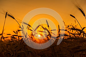 Cereal wheat fields at sunrise