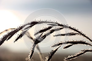 Cereal whisk in hoarfrost in approach.