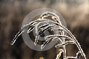 Cereal whisks in hoarfrost. Dark background.