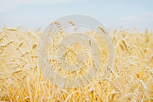 Cereal yellow ears in a hot, sultry summer afternoon against a cloudless light-blue sky. Rural background.