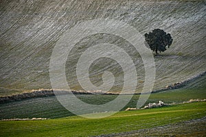 Cerealistic landscape of the Granada Geopark. photo