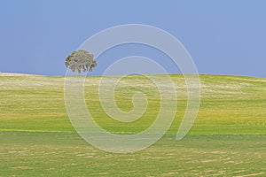 Cerealistic landscape of the Granada Geopark. photo