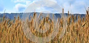 Field of cereals photo