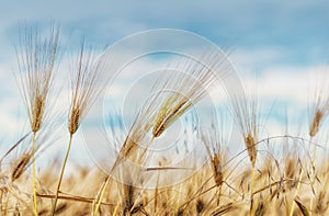 Cereals in the field against the sky