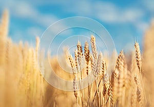 Cereals in the field against the sky