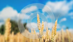 Cereals in the field against the sky