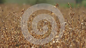 Cereals Field Grains Oats