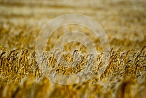 Cereals field in the sunset with selective focus