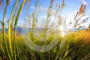 Cereals in a field