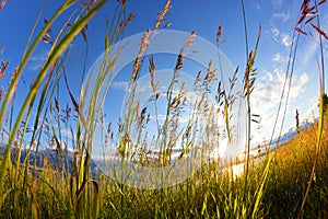 Cereals in a field