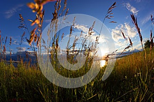 Cereals in a field