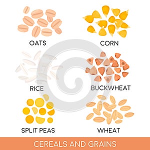 Cereals and grain, oats, rice, corn, split peas, wheat, buckwheat . Vector illustration