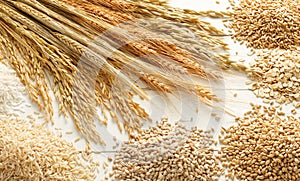 Cereals and grains photo