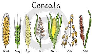 Cereals hand-drawn illustration