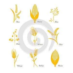 Cereals icon crop barley oats wheat rice maize complex