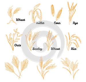 Cereals icon set with rice. Hand drawn illustration wheat, rye, oats, barley, in vintage style.