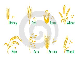 Cereals icon set with rice, wheat, corn, oats, rye, barley.