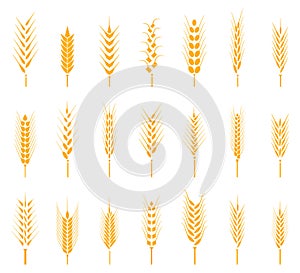 Cereals icon set with rice, wheat, corn, oats, rye, barley.