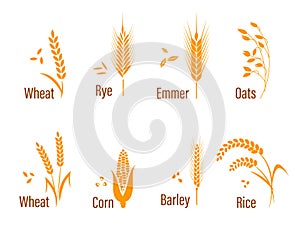 Cereals icon set. photo