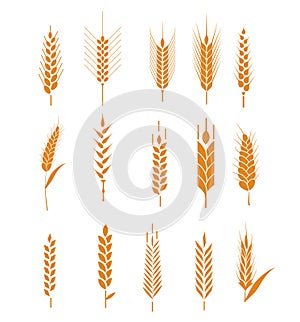 Cereals icon set with rice, wheat, corn, oats, rye, barley. Ears of wheat bread symbols. Organic , agriculture seed, plant and