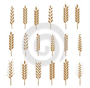 Cereals icon set with rice, wheat, corn, oats, rye, barley. Ears of wheat bread symbols. Vector illustration