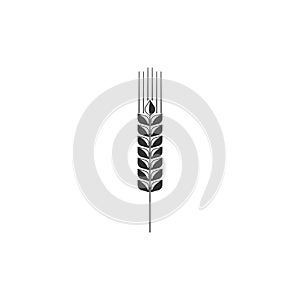 Cereals icon set with rice, wheat, corn, oats, rye, barley sign isolated. Ears of wheat bread symbols. Agriculture wheat