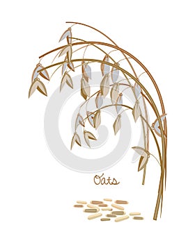 Cereals, legumes, plants. Spikelet oats with leaves, stems and grains.