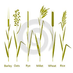 Cereals plants set. Carbohydrates sources