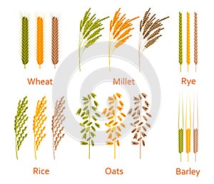 Cereals plants set. Carbohydrates sources