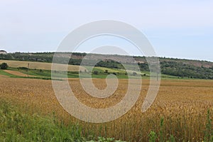 Cereals ripen in the fields