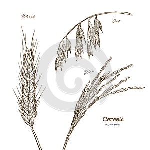 Cereals set. Hand drawn illustration wheat, oats, rice.