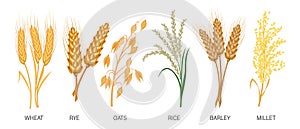 Cereals set. Wheat, rye, oats, rice, barley, millet, spikelets. Harvest, agriculture. Illustration