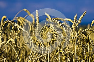 Cereals and sky