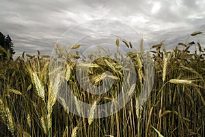 Cereals under dark sky