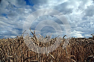 Cereals under overcast