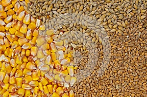 Cereals - wheat, barley and maize