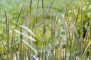 Cereals, wind