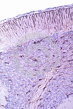 Cerebellar cortex. Bergmann glia photo